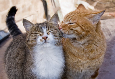 6 Terrific Tabby Facts About Terrific Tabby Cats
