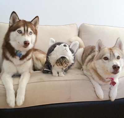 8 Signs Your Cat is Actually a Dog