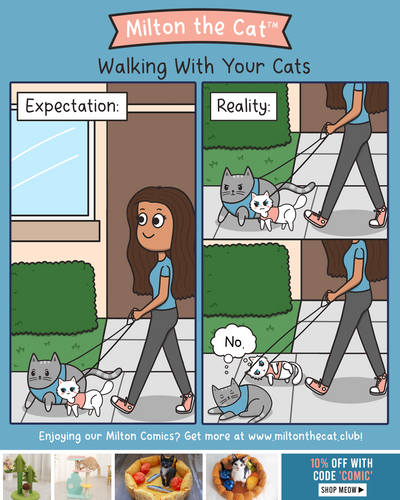 Expectation VS Reality: Walking With Your Cats