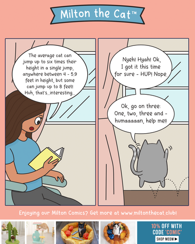 Gray Cats Can't Jump