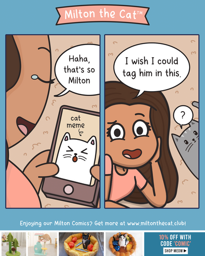 Cat Memes