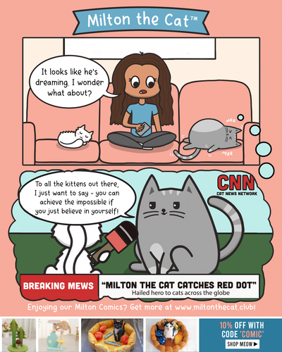 What Cats Dream About