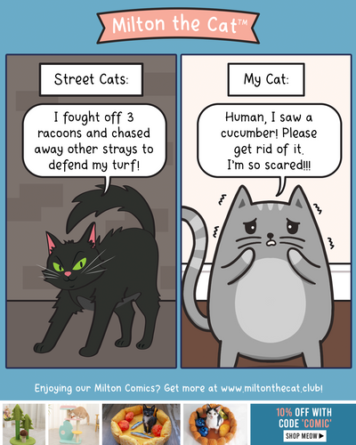 Street Cats Vs My Cat