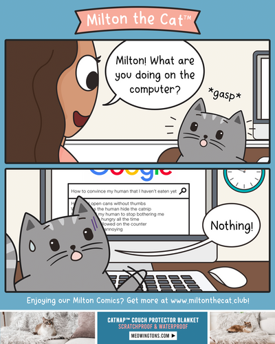Search History