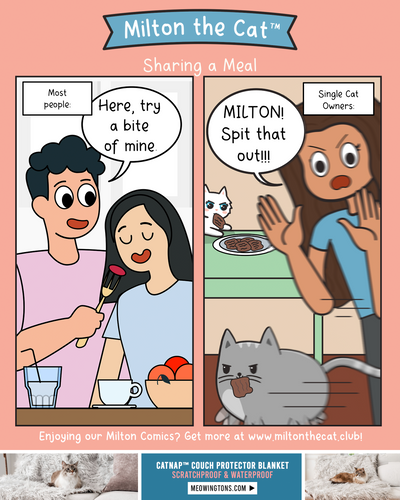 Single Cat Parent Problems