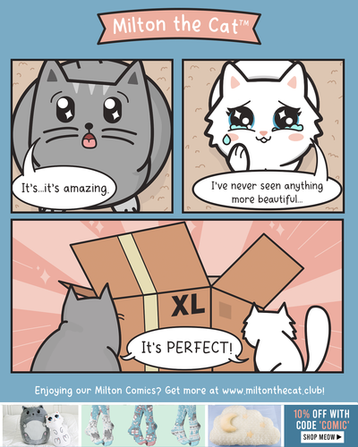 TBT: The Best Gift A Cat Can Get