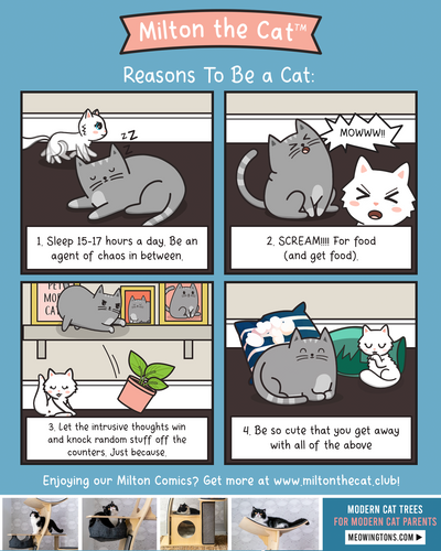 Reasons To Be A Cat