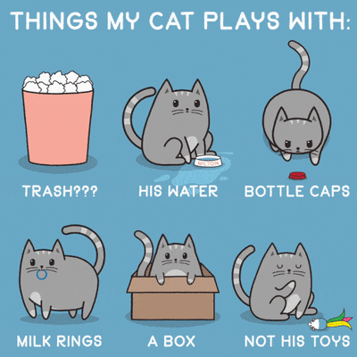 Cat Logic Is Not To Be Questioned