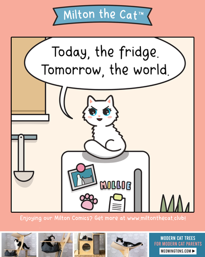 It's just a meowter of time...😈