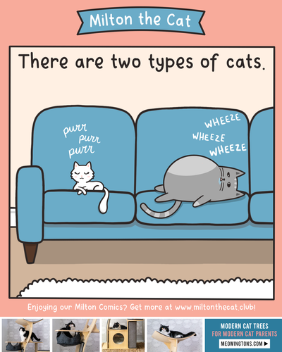 TBT: Two Types of Sleepy Kitties
