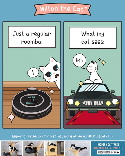 What I See Vs What My Cat Sees