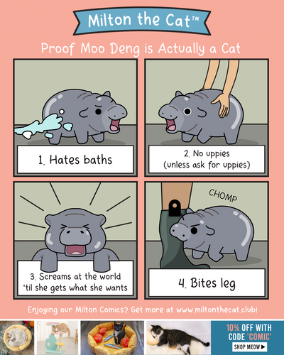 Proof Moo Deng Is A Cat