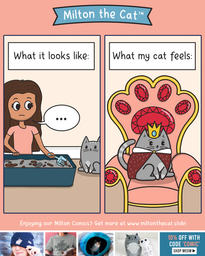 A Cat's Throne