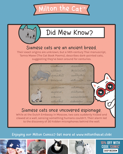 Happy National Siamese Cat Day!