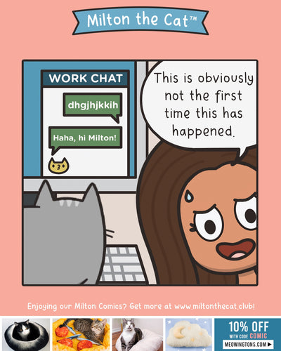 This Happens Multiple Times A Day At Meowingtons