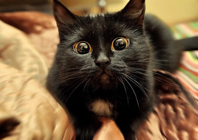 6 Very Superstitious Beliefs About Black Cats