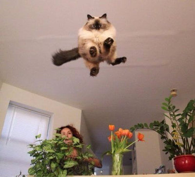 Purrfectly Timed Photos Of Cats Caught In Midair