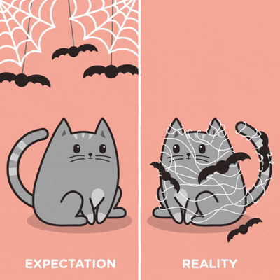 Decorating For Halloween (With Cats)