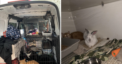 87 Rescue Animals Saved From Forest Fire in Florida
