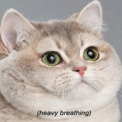 25 Hilarious Cat Tweets to Brighten Your Day