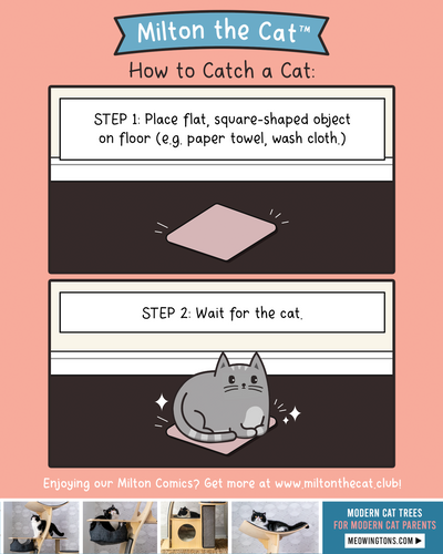 How To Catch A Cat