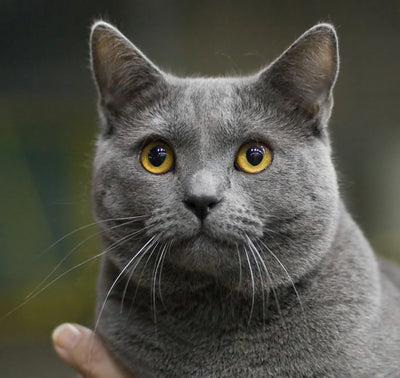 6 Of The Oldest Cat Breeds Still In Existence