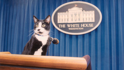 Pawsidential Pals: U.S. Presidents and Their Feline Companions