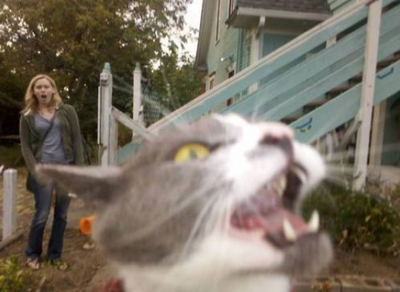 Cats Who Have Mastered the Art of The Photobomb