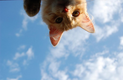 Floating Felines to Fall in Love With