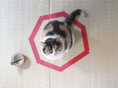 Internet Discovers The Perfect Trick to Mess With Your Cat