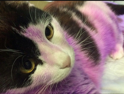 Kitten Found with Purple Paws Likely Marked as 'Bait' for Dogfights