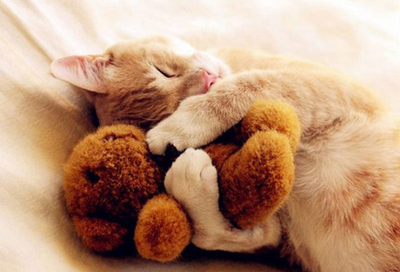 There's Finally a Way to Make Money Cuddling Cats