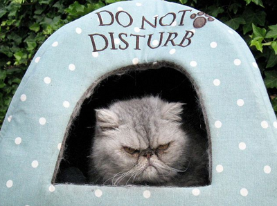 Cats Who Are So Done With Humans Today