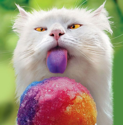 Keep Your Cat Cool with a Catsicle, DIY Frozen Cat Treats