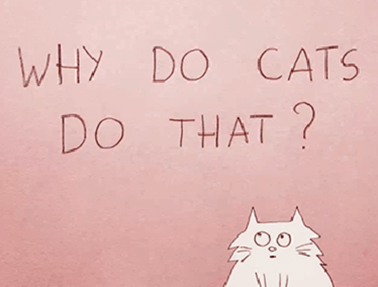 TED Talk Why Do Cats Act So Weird? Meowingtons