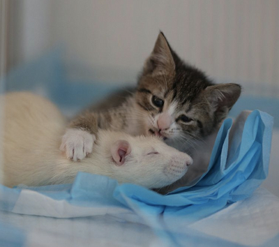 Rats Are Working as Nannies for Orphan Kittens at This Amazing Cat Cafe