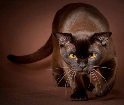 7 Rare and Beautiful Cat Colors
