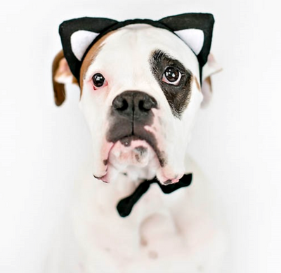14 Dogs Having a Cat Identity Crisis