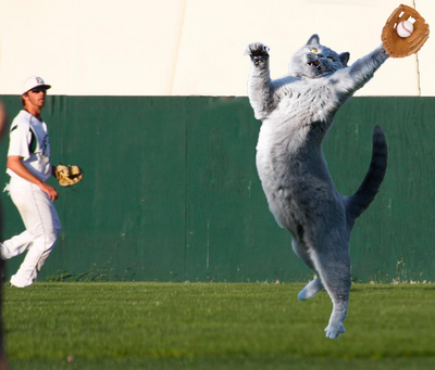 WATCH: Kitten sprints across baseball field, inspires grand slam