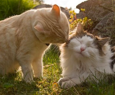 Charming Neighbor Cat Waits Outside for his Best Friend Every Day
