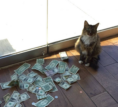 "Cashnip Kitty" collects money for homeless by snatching from passers-by