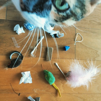Sneaky Hoarder Cats Caught Red-Pawed With Their Stashes