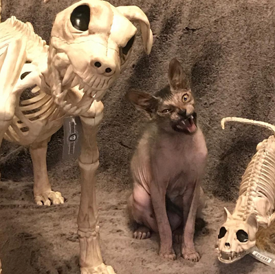 These Cats Were Literally Born Ready For Halloween