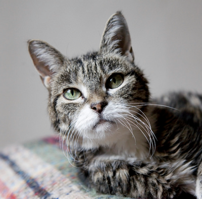 10 Reasons Senior Cats Are Simply The Best
