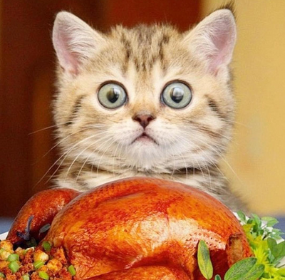 Felines Taking Part in All The Thanksgiving Fun