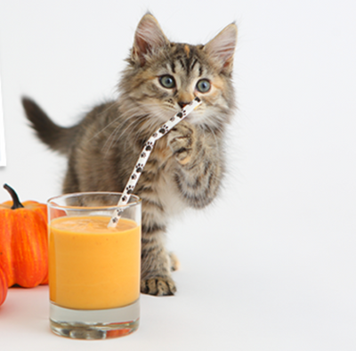 Thanksgiving Leftovers Recipe Ideas: Treats for Your Cat
