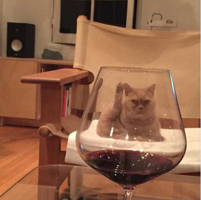 Common Human Habits Your Cat Is Annoyed By
