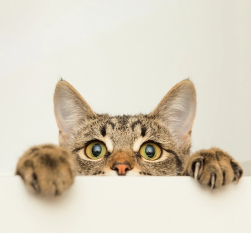 Should I Clean My Cat's Ears? Meowingtons