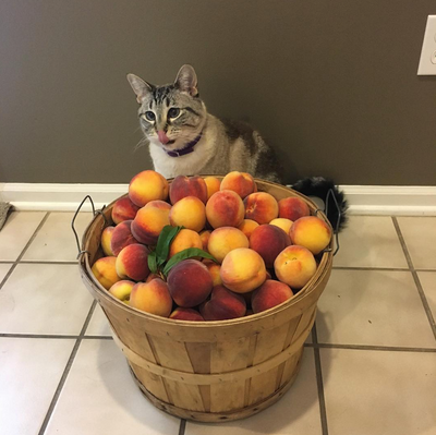 Please Take A Moment To Appreciate This Cat Who Loves Snuggling Peaches