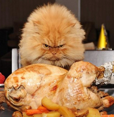 9 Things Cat Owners Experience on Thanksgiving